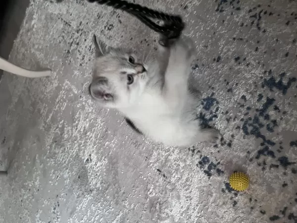 Sağlıklı British Blue Point