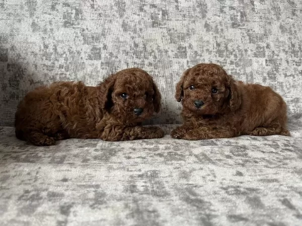 Toy Poodle Bebek Köpekler