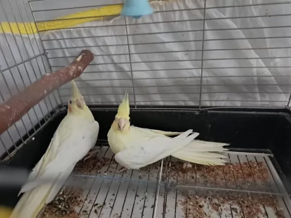 Lutino Genç Takım Papağanımız