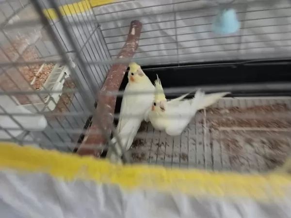 Lutino Genç Takım Papağanımız