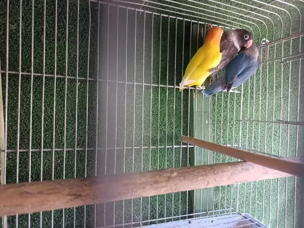 Harika Cennet Papağanları