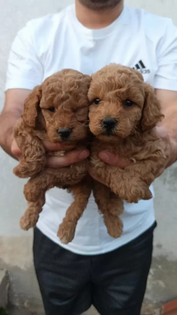 Toy Poodle Yavrular İrk Sağlık Garantili