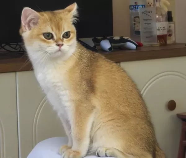 British Shorthair Dişi Kedimiz
