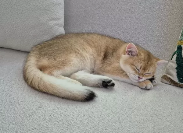 British Shorthair Dişi Kedimiz