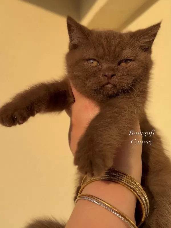 Şecereli Dişi Chocolate British Shorthair