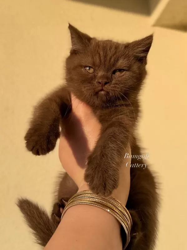 Şecereli Dişi Chocolate British Shorthair