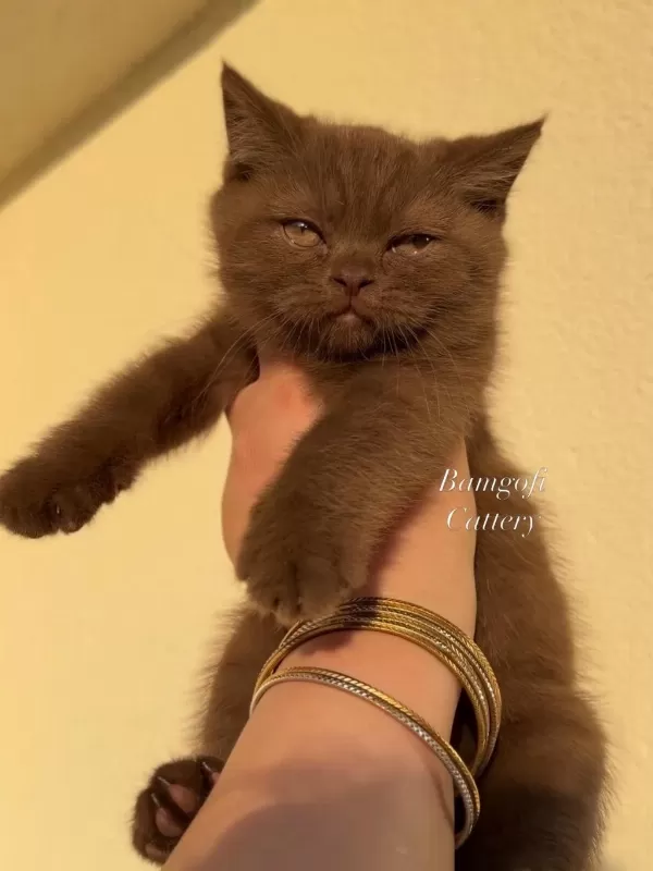 Şecereli Dişi Chocolate British Shorthair