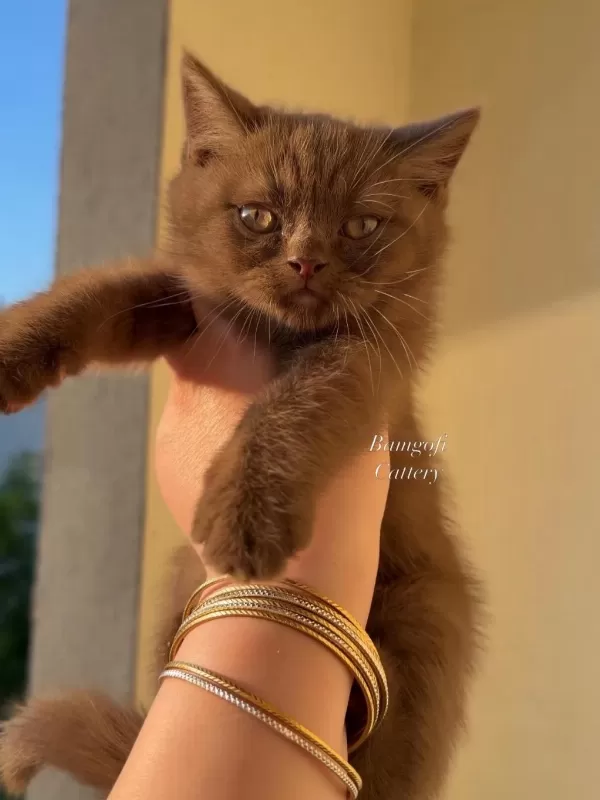 Şecereli Dişi Chocolate British Shorthair