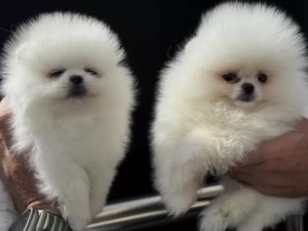 Petmode Köpek Çiftliğinden Pomeranian Boo