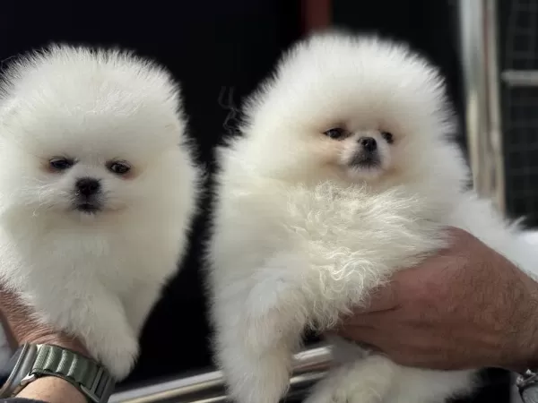 Petmode Köpek Çiftliğinden Pomeranian Boo