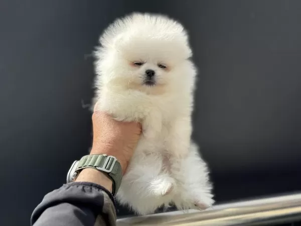 Petmode Köpek Çiftliğinden Pomeranian Boo