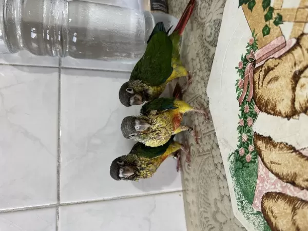 El Besleme Yavru Konur