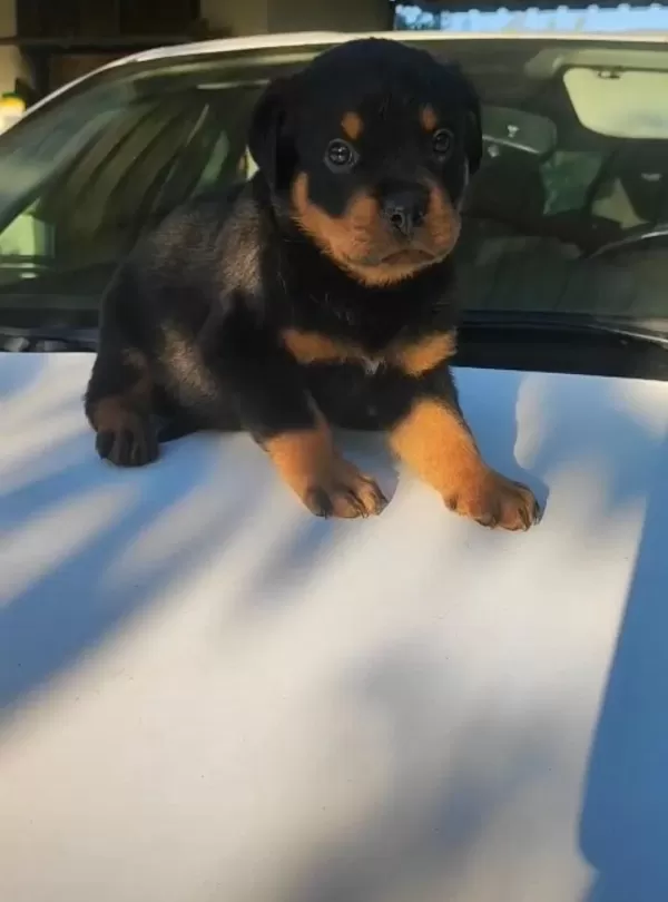 Orjinal Rottweiler Yavrular İrk Sağlık Garantili