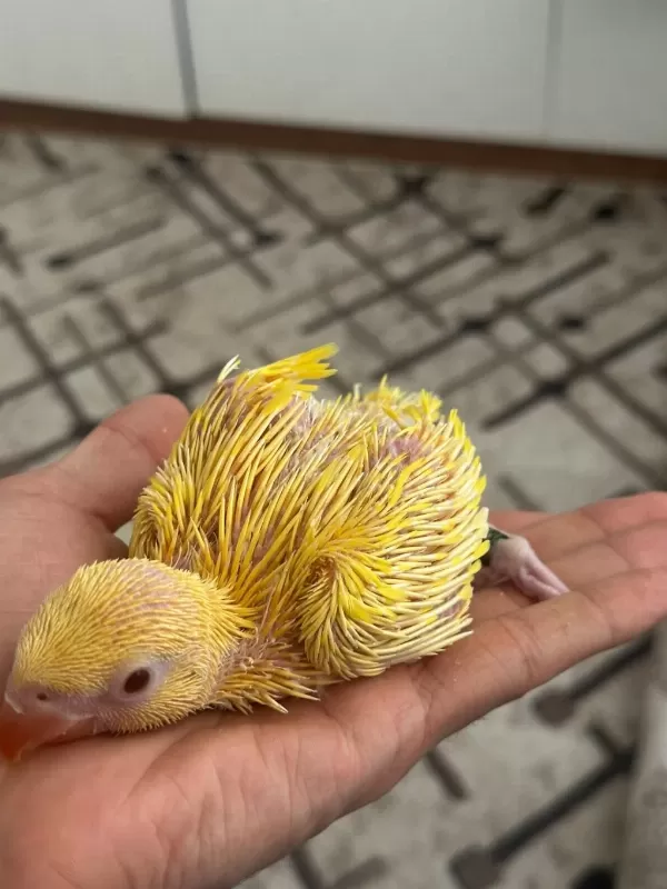 El Besleme Son Bebek Pakistan Papağanı
