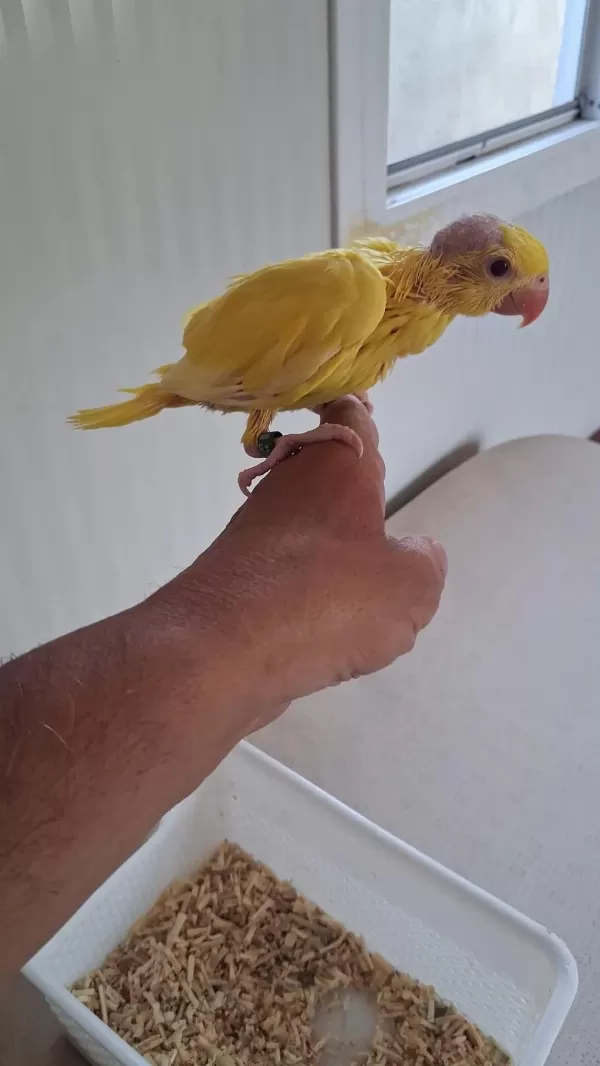 El Besleme Son Bebek Pakistan Papağanı