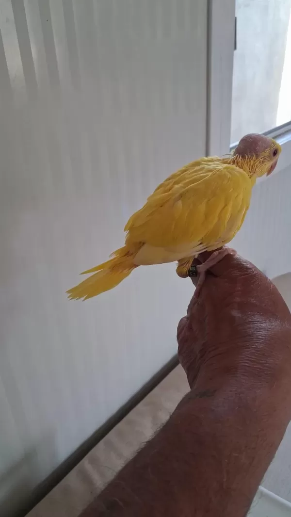 El Besleme Son Bebek Pakistan Papağanı