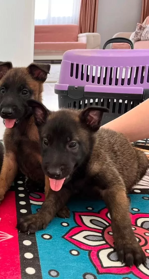 Tartisilmaz Malinois Bebekler
