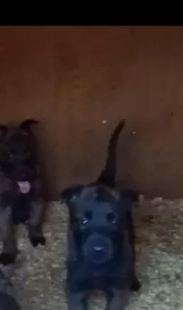 Tartisilmaz Malinois Bebekler