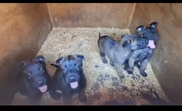 Tartisilmaz Malinois Bebekler