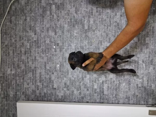 Tartisilmaz Malinois Bebekler