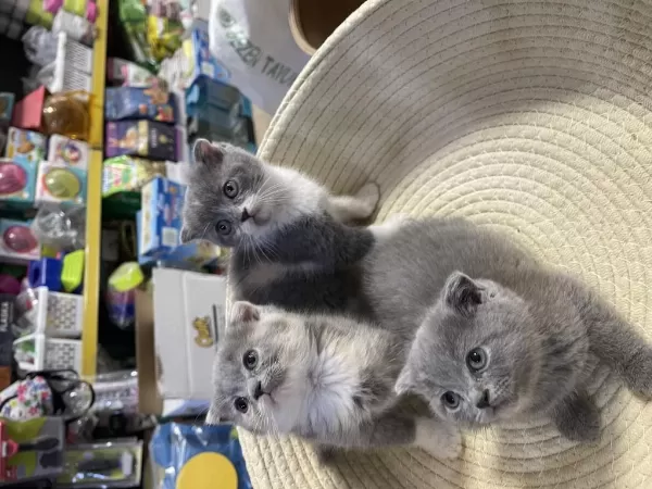 Scottish Fold Bebeklerimiz