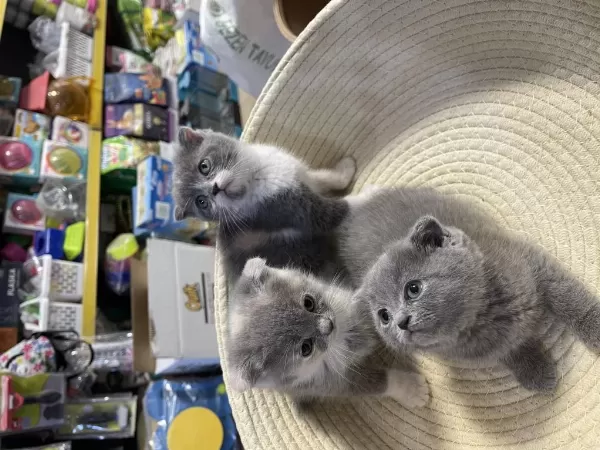 Scottish Fold Bebeklerimiz