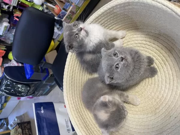 Scottish Fold Bebeklerimiz