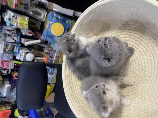 Scottish Fold Bebeklerimiz