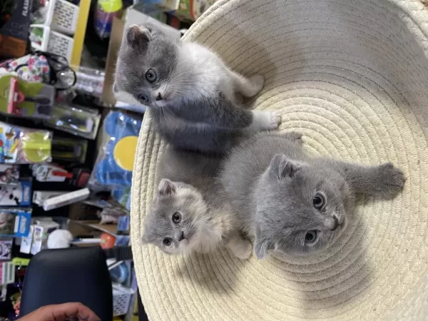 Scottish Fold Bebeklerimiz