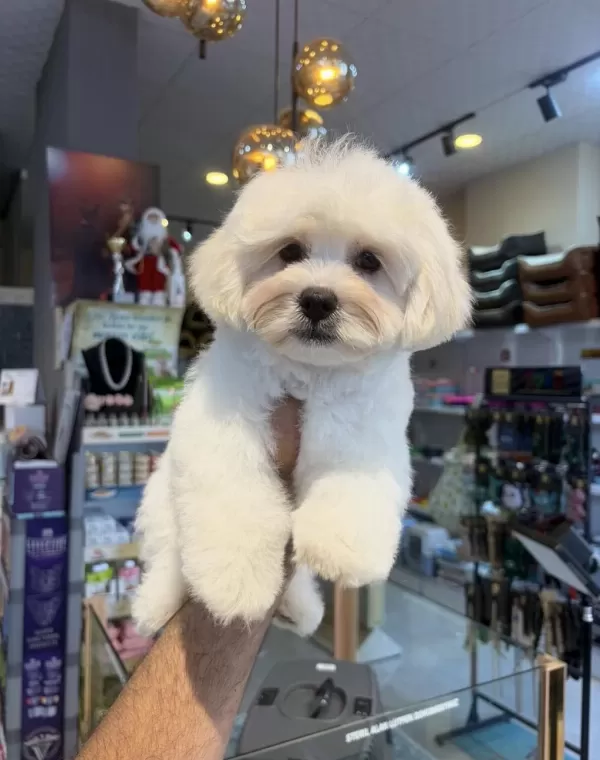 Maltese Yavruları 3 Aylık