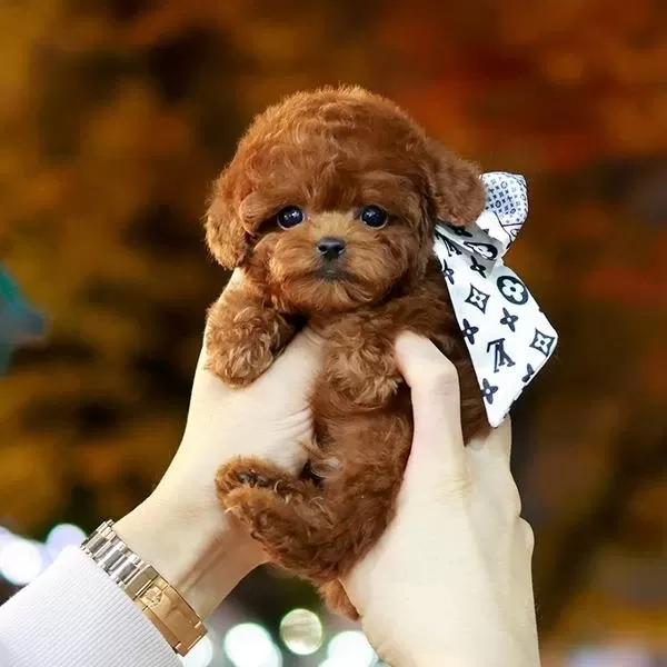 Safkan Toy Poodle Bebeklerimiz