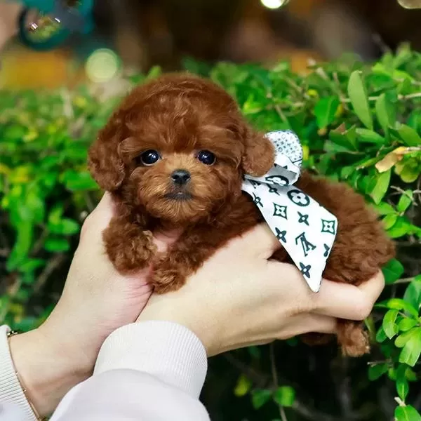 Safkan Toy Poodle Bebeklerimiz