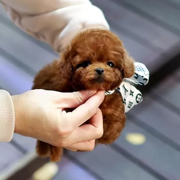 Safkan Toy Poodle Bebeklerimiz