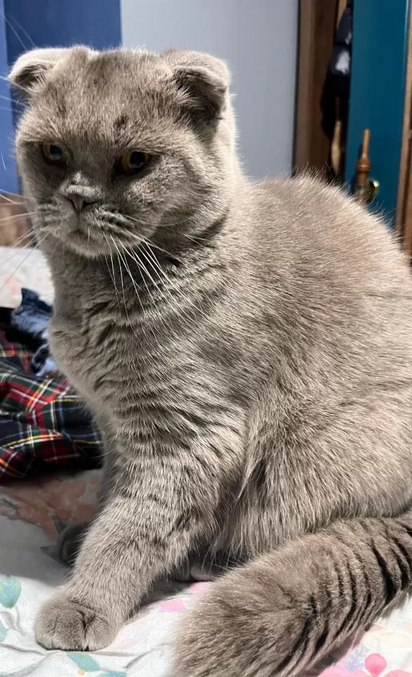 Erkek 1.5 Yaşında Kısırlaştırılmamış Scottish Fold