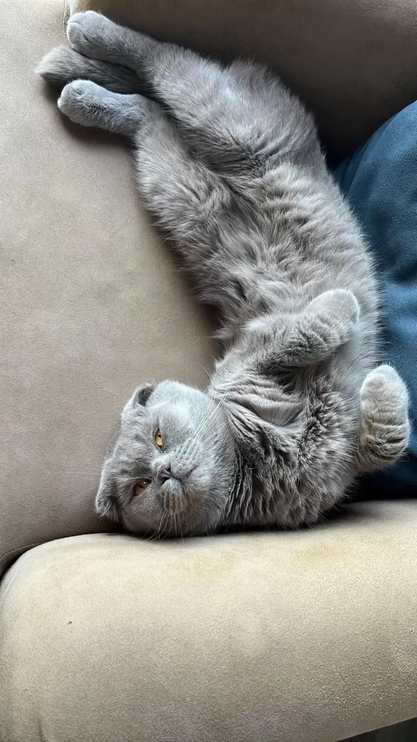Erkek 1.5 Yaşında Kısırlaştırılmamış Scottish Fold
