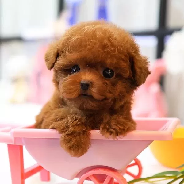 Oyuncu Toy Poodle Bebeklerimiz