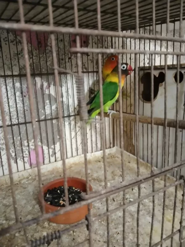 Cennet Sevda Papağanı Vardır