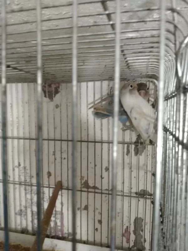Cennet Sevda Papağanı Vardır