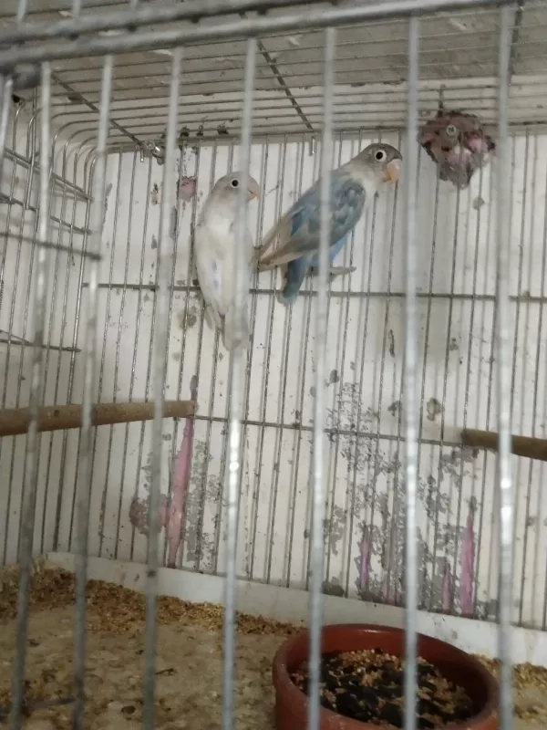 Cennet Sevda Papağanı Vardır