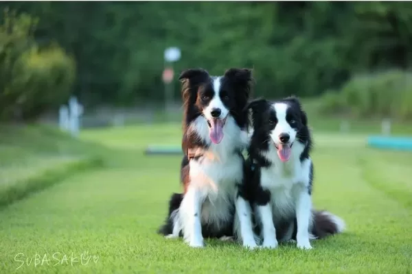 Üst Kalite Border Collie Yavruları Çiftlikten