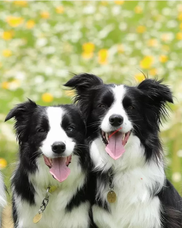 Üst Kalite Border Collie Yavruları Çiftlikten