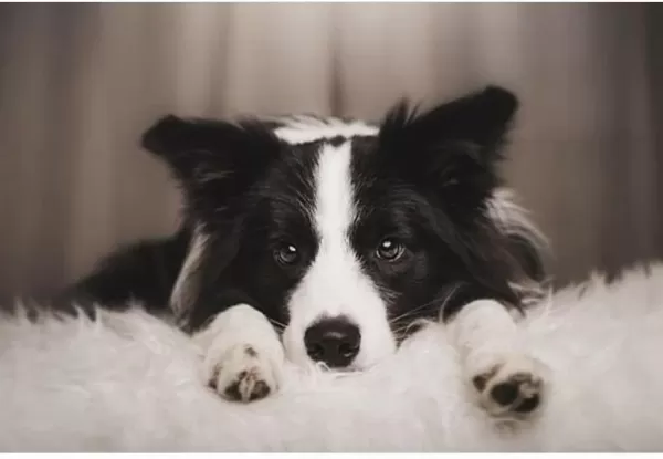 Üst Kalite Border Collie Yavruları Çiftlikten