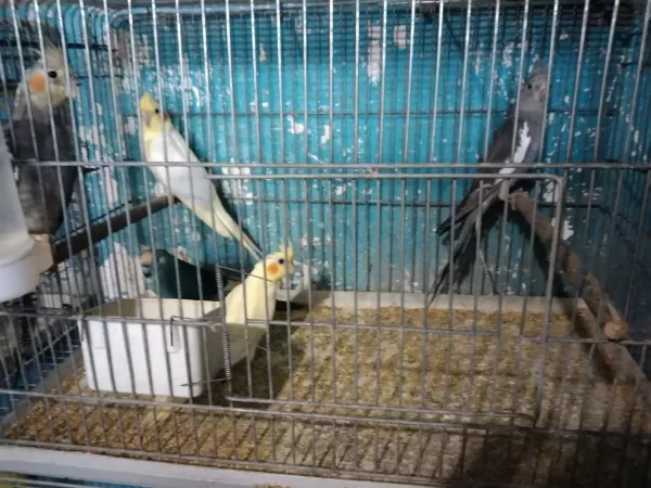 Yavru Yada Yetişkin Sultan Papağanı