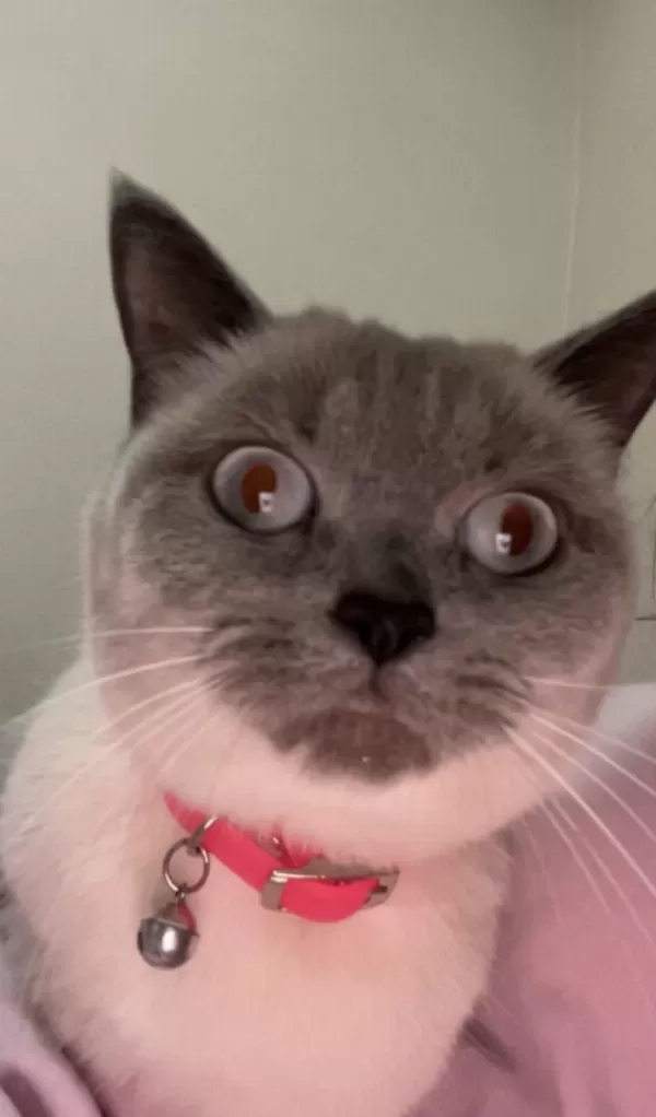 British Shorthair 1,5 Yaşında