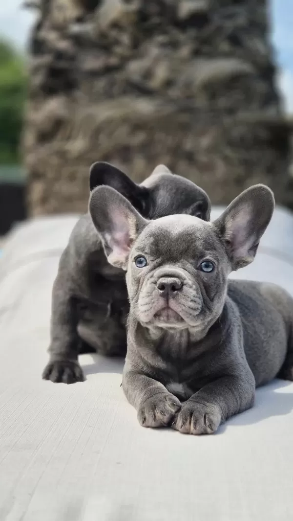 Blue French Bulldog Yavruları İstanbul