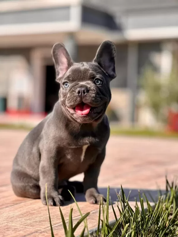 French Bulldog Yavruları Çiftlikten