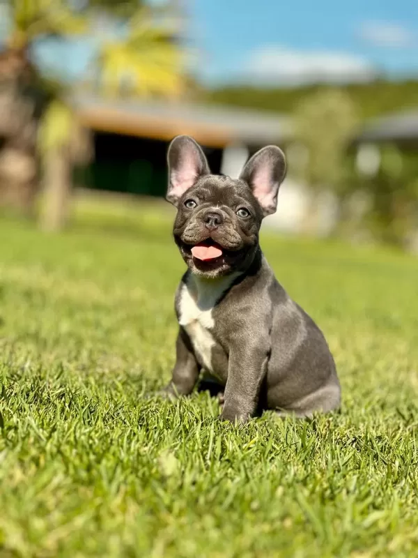 French Bulldog Yavruları Çiftlikten