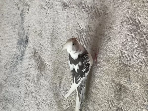 Yumurtalı Ve Yavrulu Takım Sultan Papağanı
