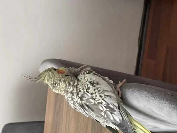 Yumurtalı Ve Yavrulu Takım Sultan Papağanı