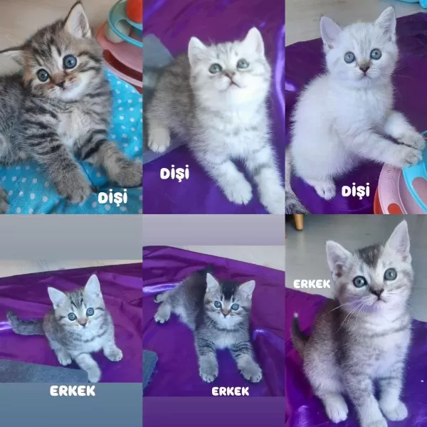 British Shorthair Erkek Dişi Bebekler